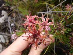 Serruria gremialis