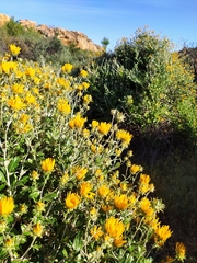 Berkheya fruticosa