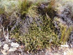 Serruria gremialis