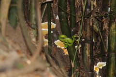 Trimeresurus macrops