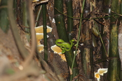 Trimeresurus macrops