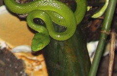 Trimeresurus macrops