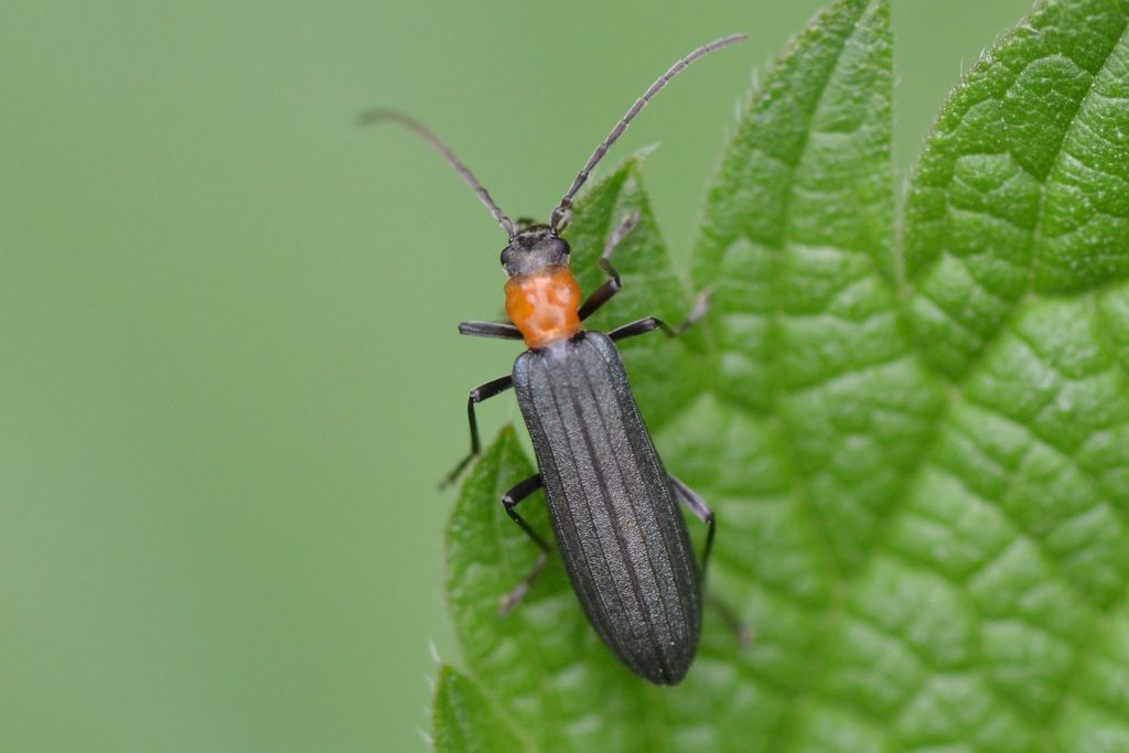 Ischnomera sanguinicollis