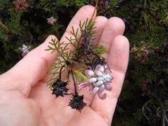 Serruria gremialis