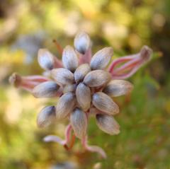 Serruria gremialis