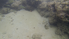 Thalassoma jansenii