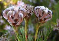 Serruria gremialis