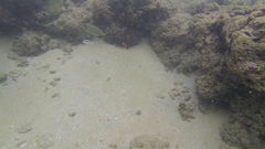 Thalassoma jansenii