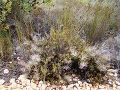 Serruria gremialis
