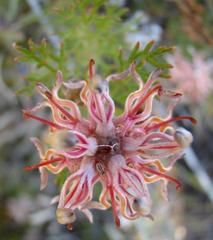 Serruria gremialis