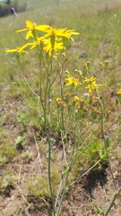 Senecio latifolius