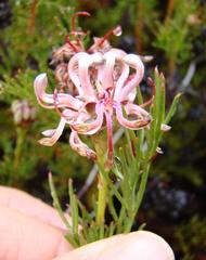 Serruria gremialis