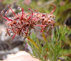 Serruria gremialis