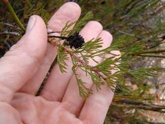 Serruria gremialis
