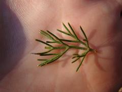 Serruria gremialis