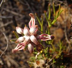 Serruria gremialis