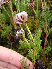 Serruria gremialis