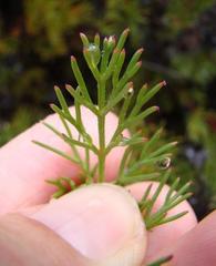 Serruria gremialis