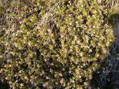 Serruria gremialis
