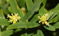 Pimelea clavata