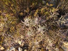 Serruria gremialis