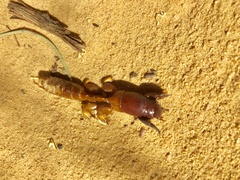 Cylindrachetidae