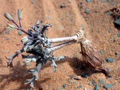 Pelargonium albersii