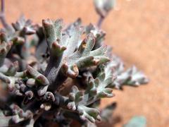 Pelargonium albersii