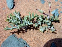Pelargonium albersii