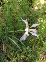 Iris macrosiphon