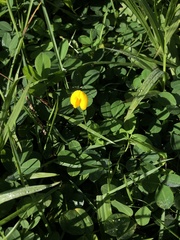 Arachis repens