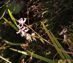 Cysticapnos cracca