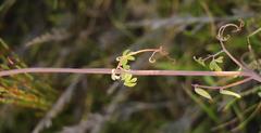 Cysticapnos cracca