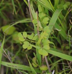 Cysticapnos cracca