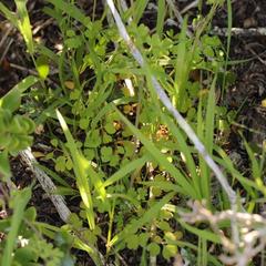 Cysticapnos cracca