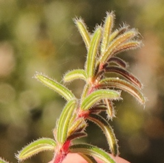 Erica similis