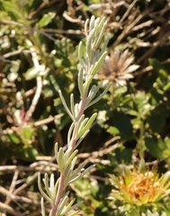 Eriocephalus racemosus