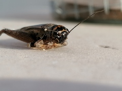 Acheta hispanicus
