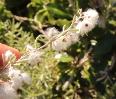 Eriocephalus racemosus