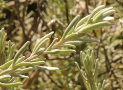 Eriocephalus racemosus
