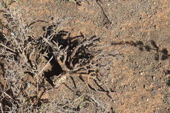 Pachypodium