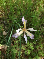 Iris macrosiphon