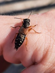 Staphylinus dimidiaticornis