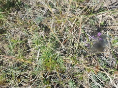 Astragalus versicolor