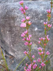 Erica daphniflora daphniflora