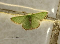 Comibaena leucospilata