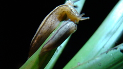 Meghimatium pictum