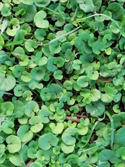 Dichondra micrantha