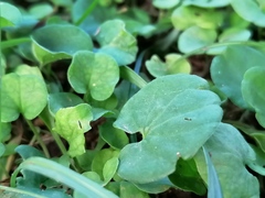 Dichondra micrantha