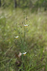 Dianella rara
